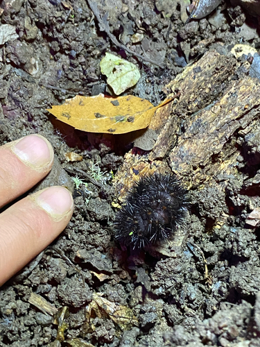 iNaturalist observation photo of Painted Tiger Moth