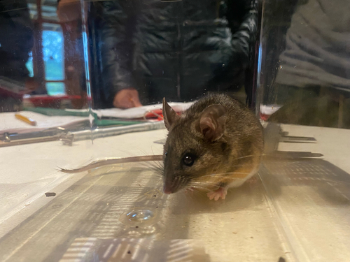 iNaturalist observation photo of California Mouse