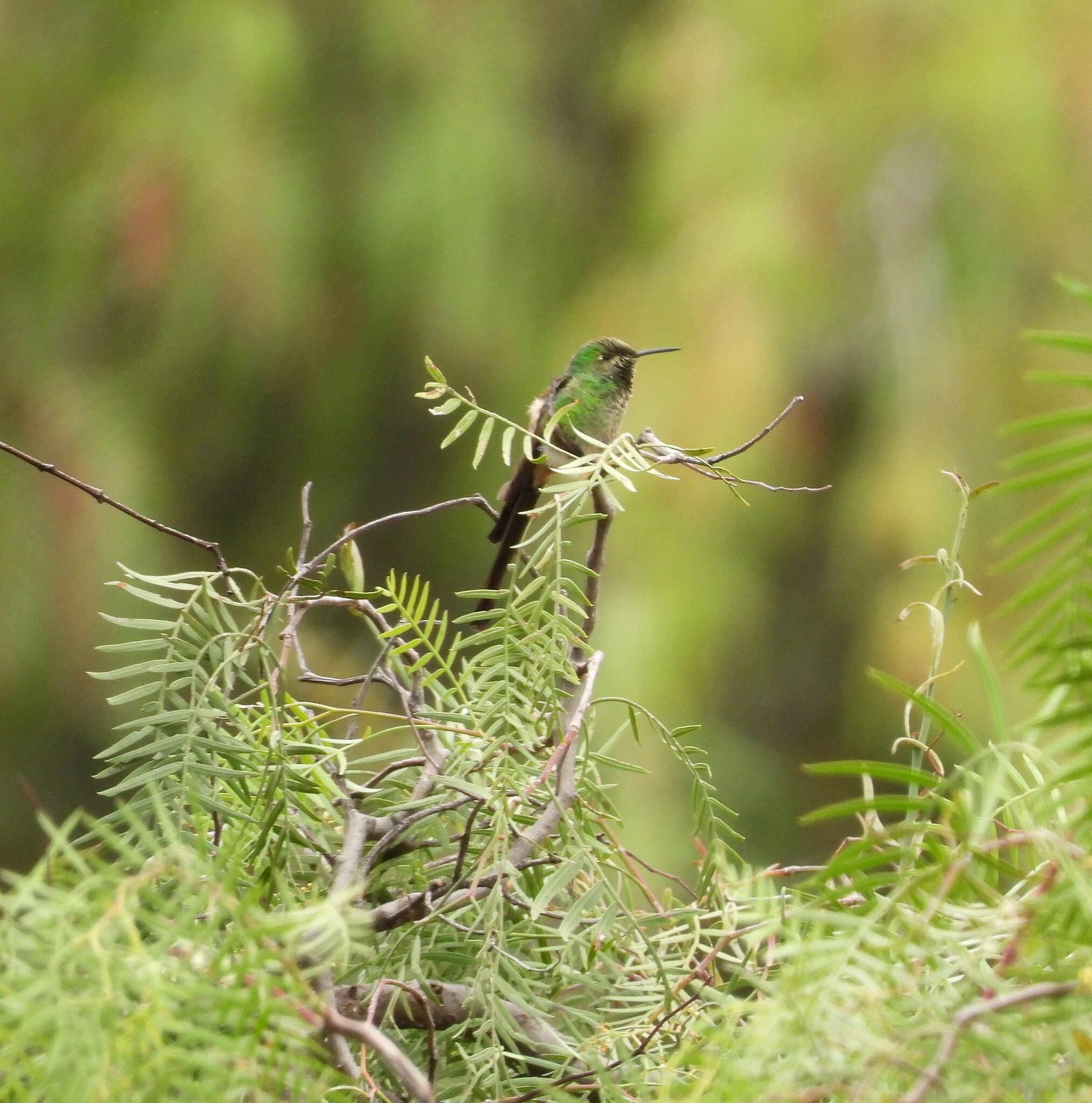 Red-tailed Comet (Sappho sparganurus), photo 6