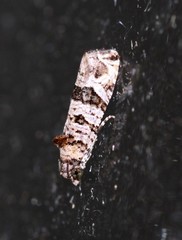 Lobesia peltophora