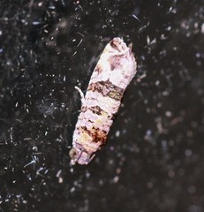 Lobesia peltophora