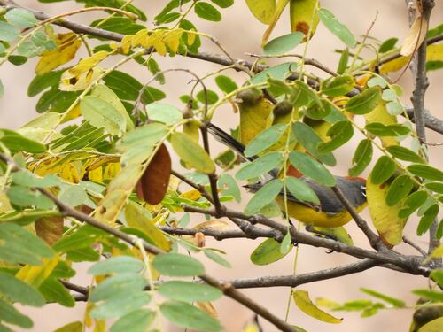 Brown-capped Whitestart (Myioborus brunniceps), photo 5