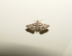Diasemiopsis leodocusalis