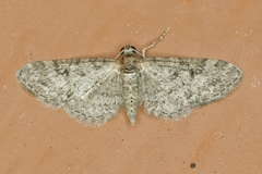 Eupithecia jejunata