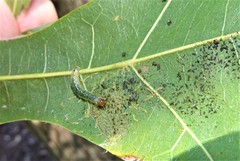 Dichocrocis clytusalis