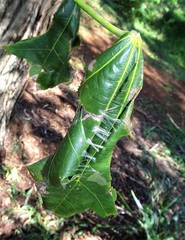 Dichocrocis clytusalis