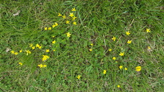 Ranunculus occidentalis occidentalis