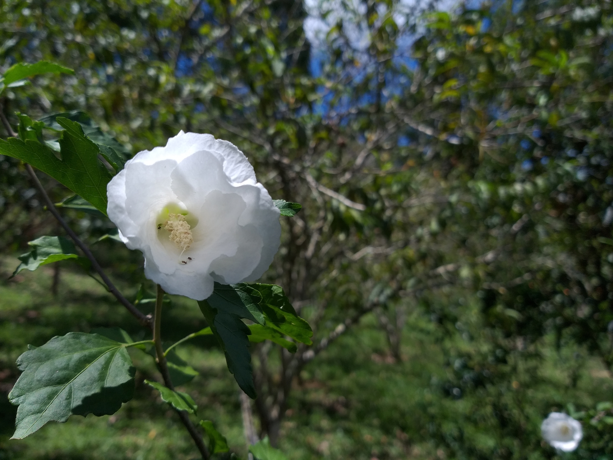 Hibiscus syriacus
