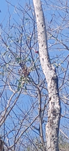 Lineated Woodpecker (Dryocopus lineatus)