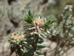 Pimelea aridula aridula