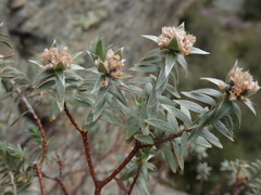 Pimelea aridula aridula