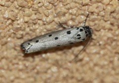 Ethmia heptasema