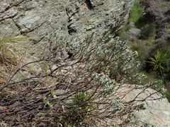 Pimelea aridula aridula