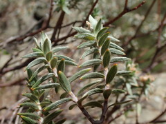 Pimelea aridula aridula