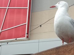 Chroicocephalus novaehollandiae