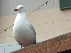 Chroicocephalus novaehollandiae