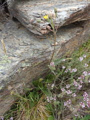 Hieracium pollichiae