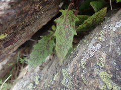 Hieracium pollichiae