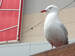 Chroicocephalus novaehollandiae