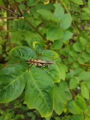 Stenocatantops angustifrons