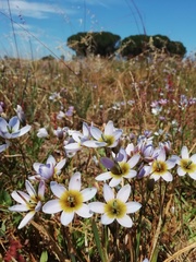 Ixia monadelpha