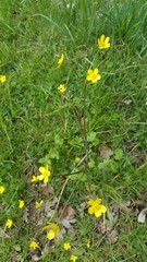 Ranunculus occidentalis occidentalis