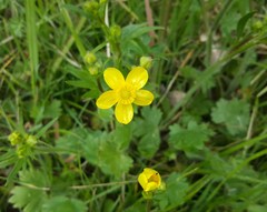 Ranunculus occidentalis occidentalis