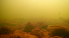 Crenicichla anthurus