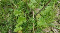 Ranunculus occidentalis occidentalis