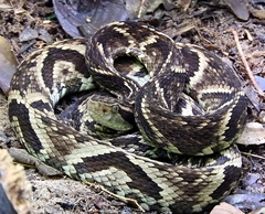 Bothrops jararaca