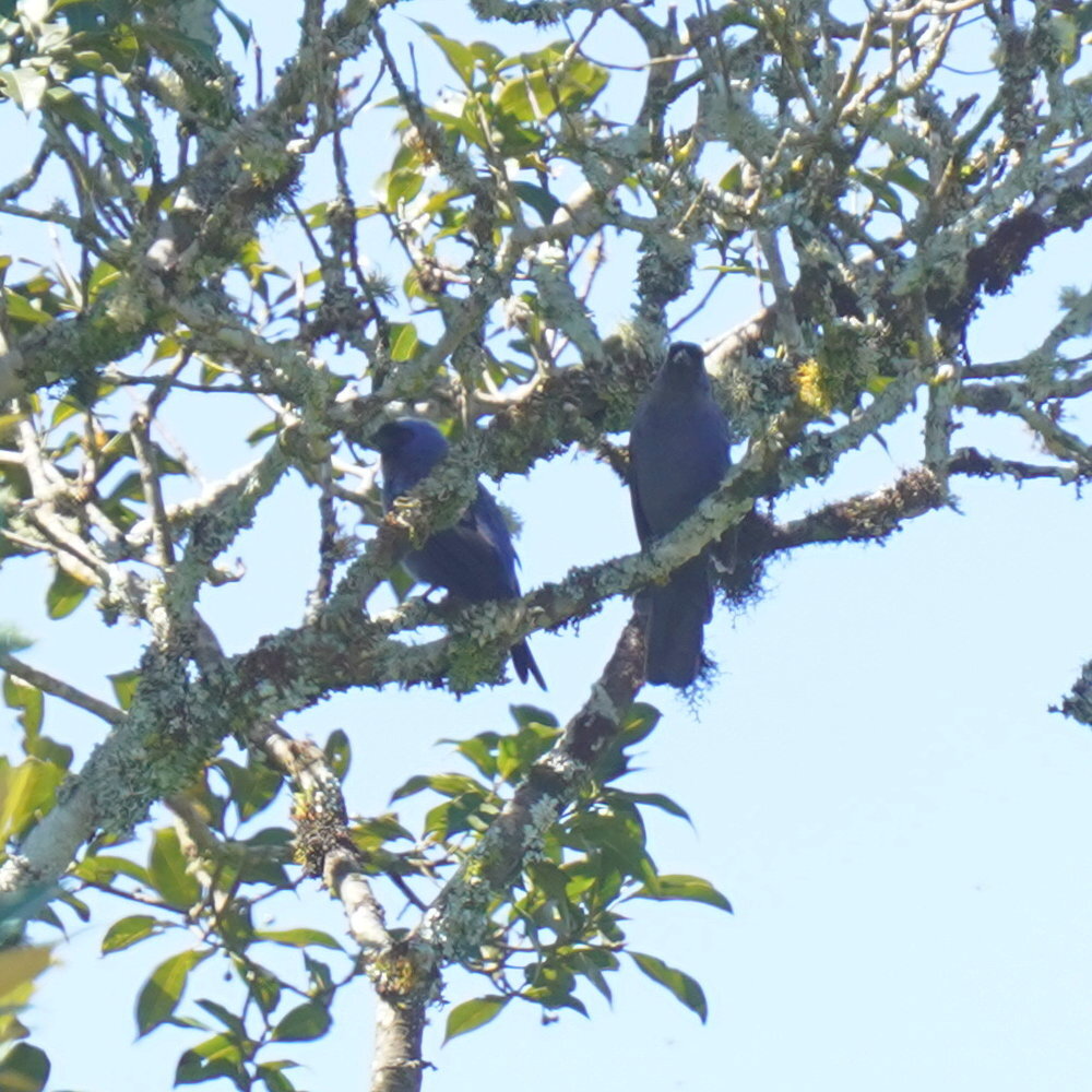 Diademed Tanager (Stephanophorus diadematus), photo 10