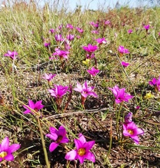 Romulea cruciata