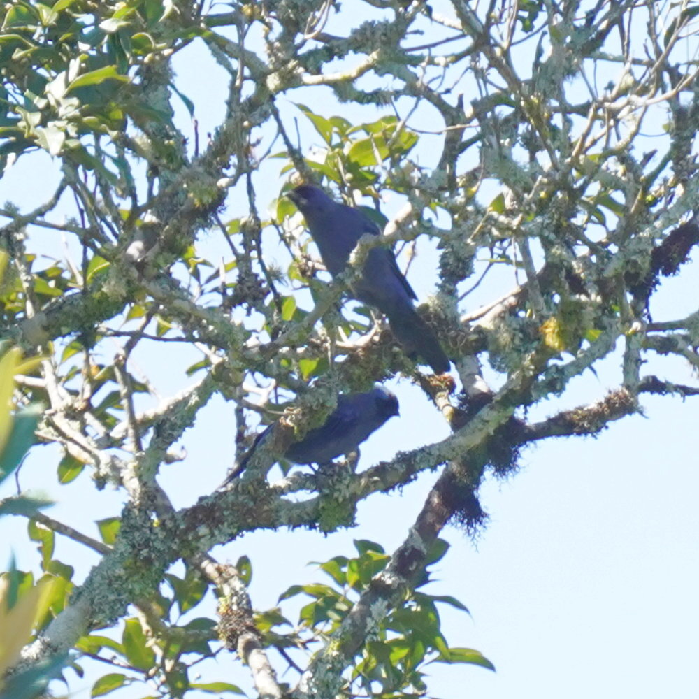 Diademed Tanager (Stephanophorus diadematus), photo 9