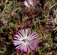 Lampranthus filicaulis