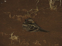 Caprimulgus clarus