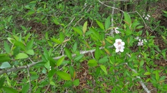 Malus angustifolia