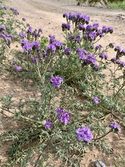 Phacelia popei