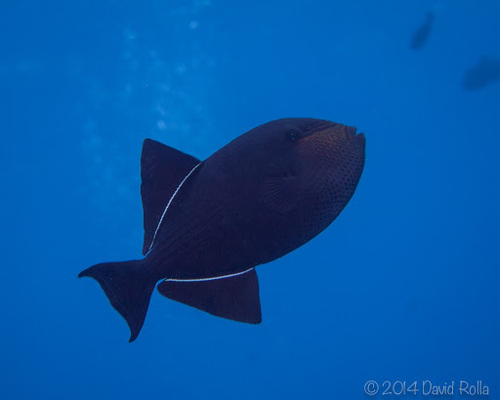 Black Triggerfish