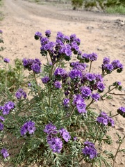Phacelia popei
