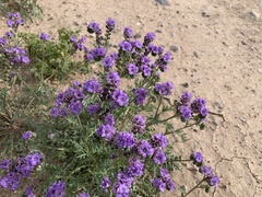 Phacelia popei