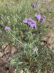 Phacelia popei