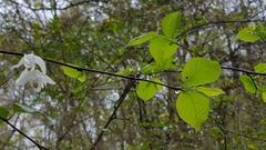 Halesia diptera