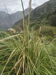 (c) Floro Ortiz Contreras, some rights reserved (CC BY) Cortaderia nitida, photograph (c) Floro Ortiz Contreras, some rights reserved (CC BY)