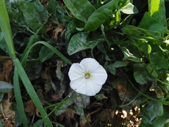 Convolvulus equitans