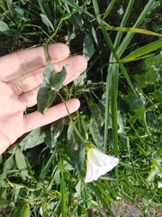 Convolvulus equitans