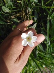 Convolvulus equitans