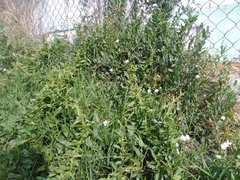 Convolvulus equitans