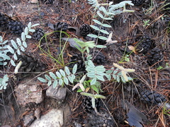 Gueldenstaedtia verna