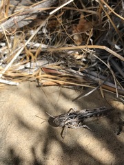 Psoloessa delicatula