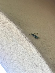 Capnobotes arizonensis